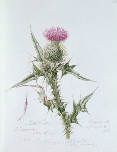 Scotch Thistle, painted at Brantwood by William James Linton